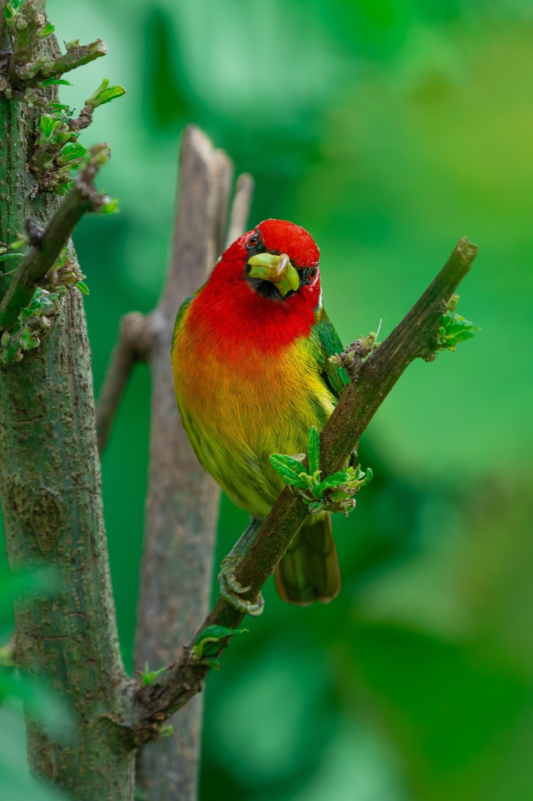 Red-headed barbet