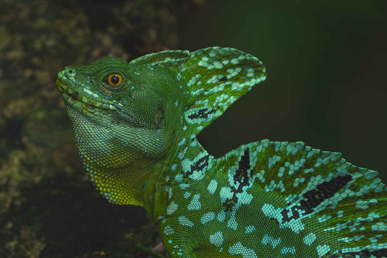 Green basilisk in profile