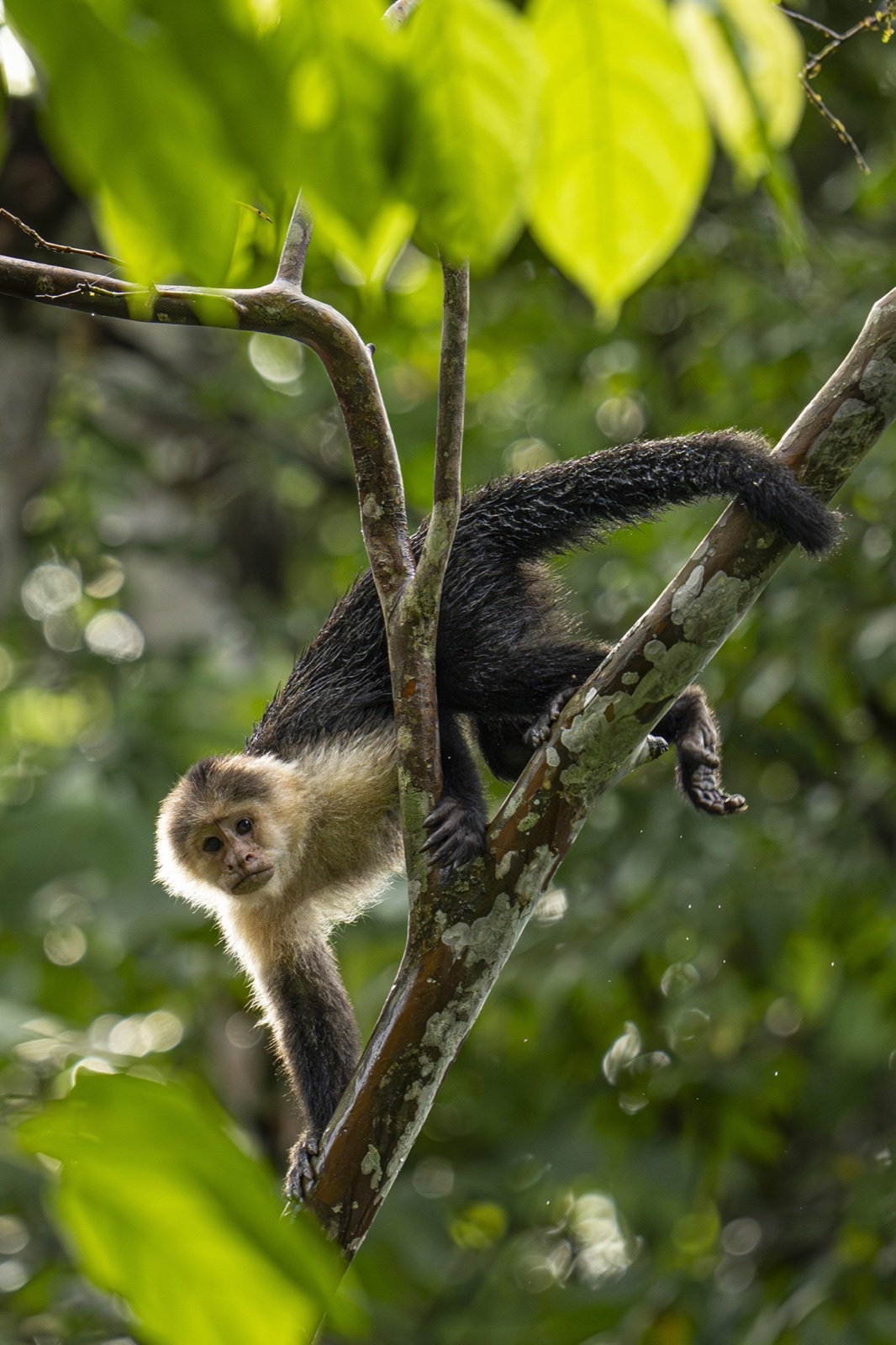 White-faced capuchin