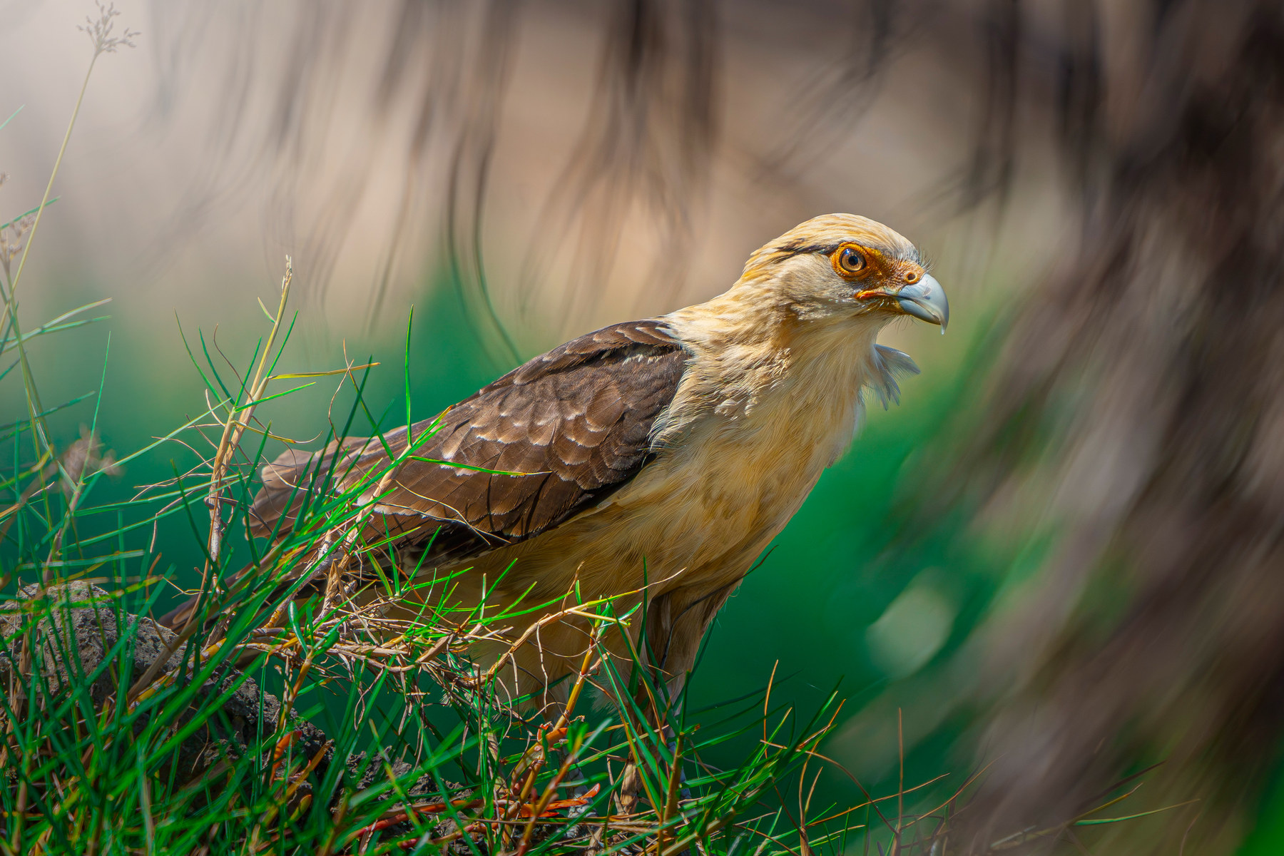 Yellow-headed caracara, low in the grass