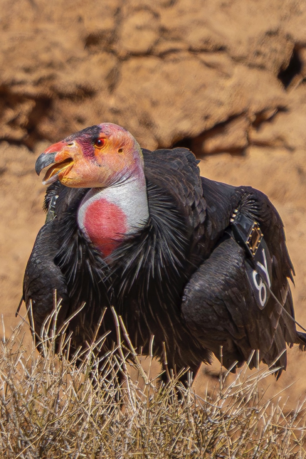 California condor, wing tag 8Y