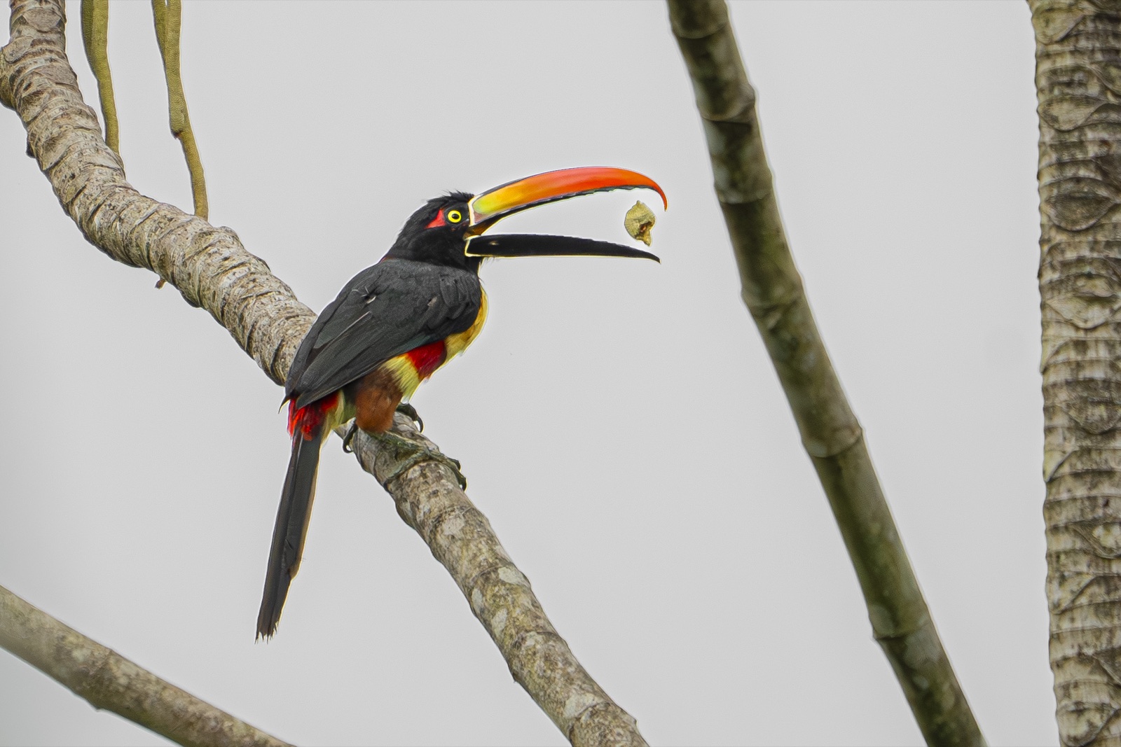 Fiery-billed aracari tossing a fruit
