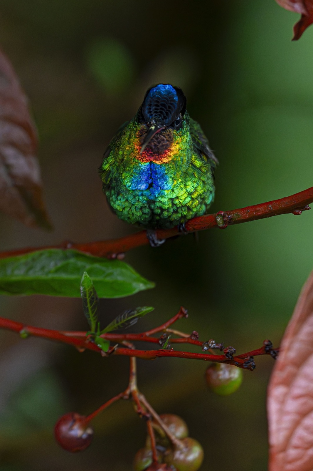 Fiery-throated hummingbird · Cerro de la Muerte