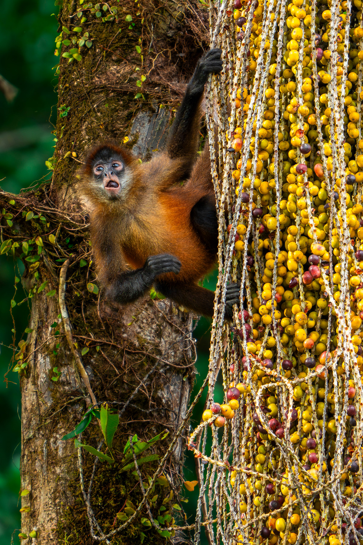 Spider monkey on a fruiting palm