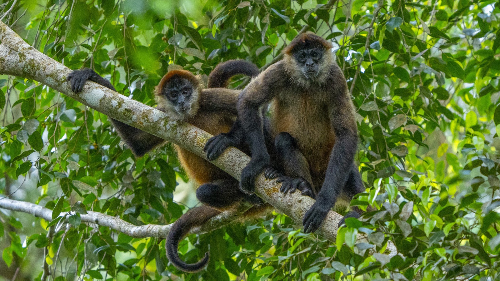 Spider monkeys