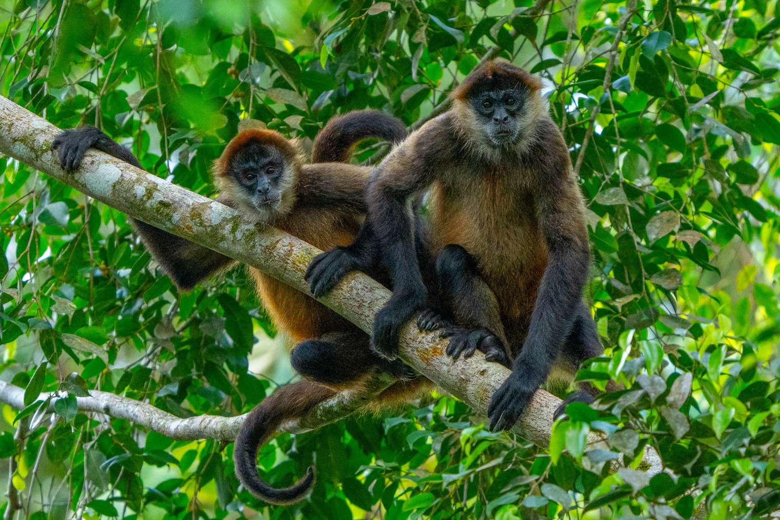 Spider monkeys at eye level, the young one still holding on