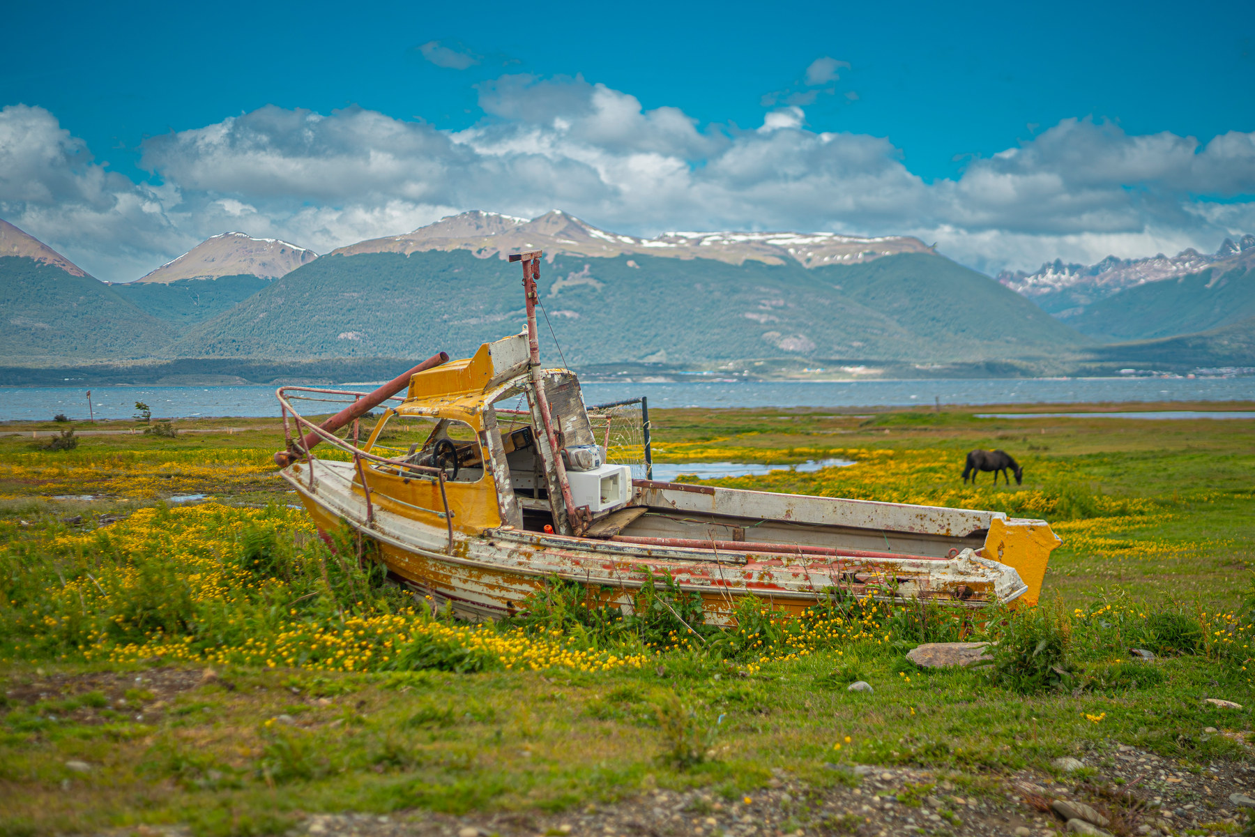 A fishing boat left in a field of flowers, horses grazing past it