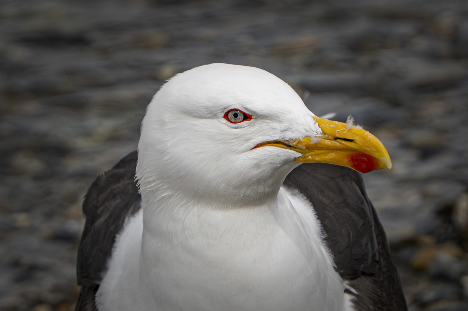 Kelp gull