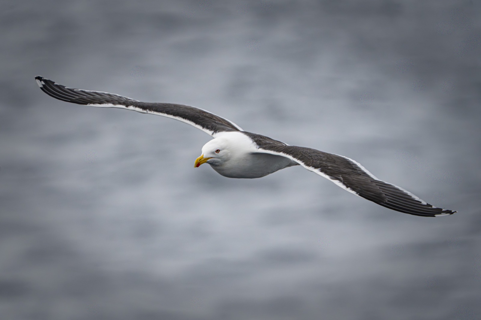 Kelp gull