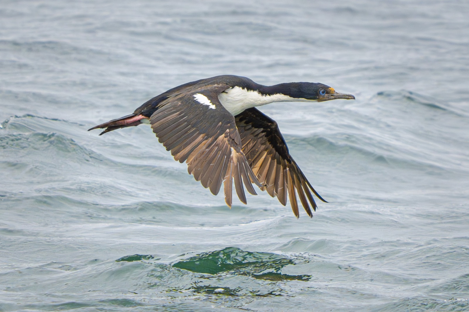 Imperial shag