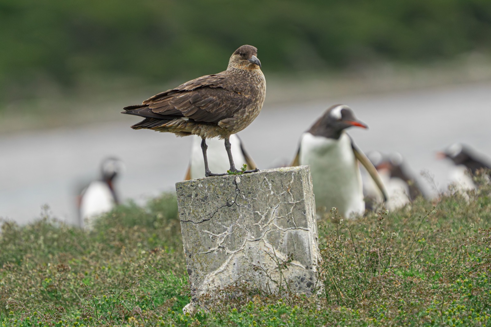 Skua above a gentoo colony