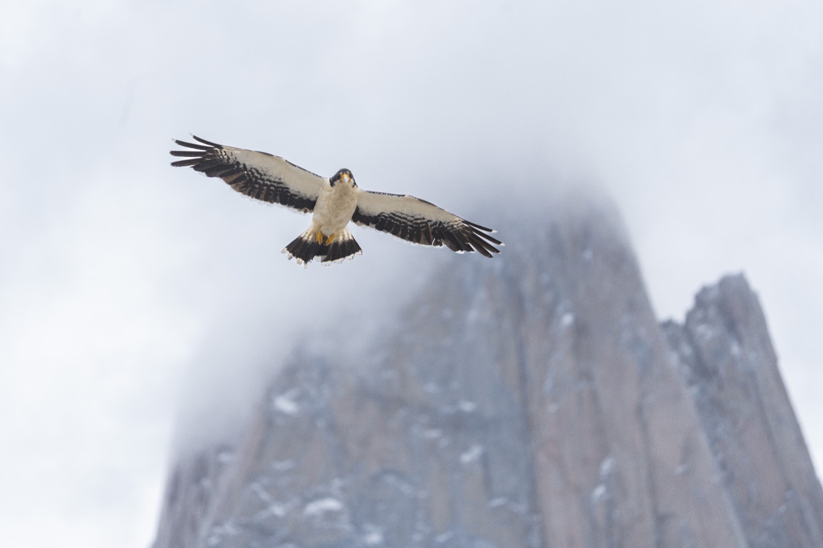 Caracara in flight below a granite wall in cloud