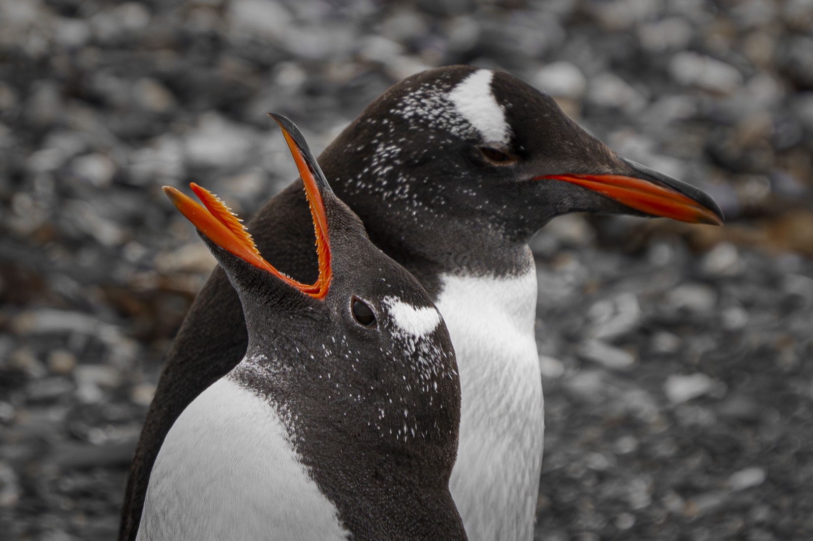 Two gentoo penguins, one calling