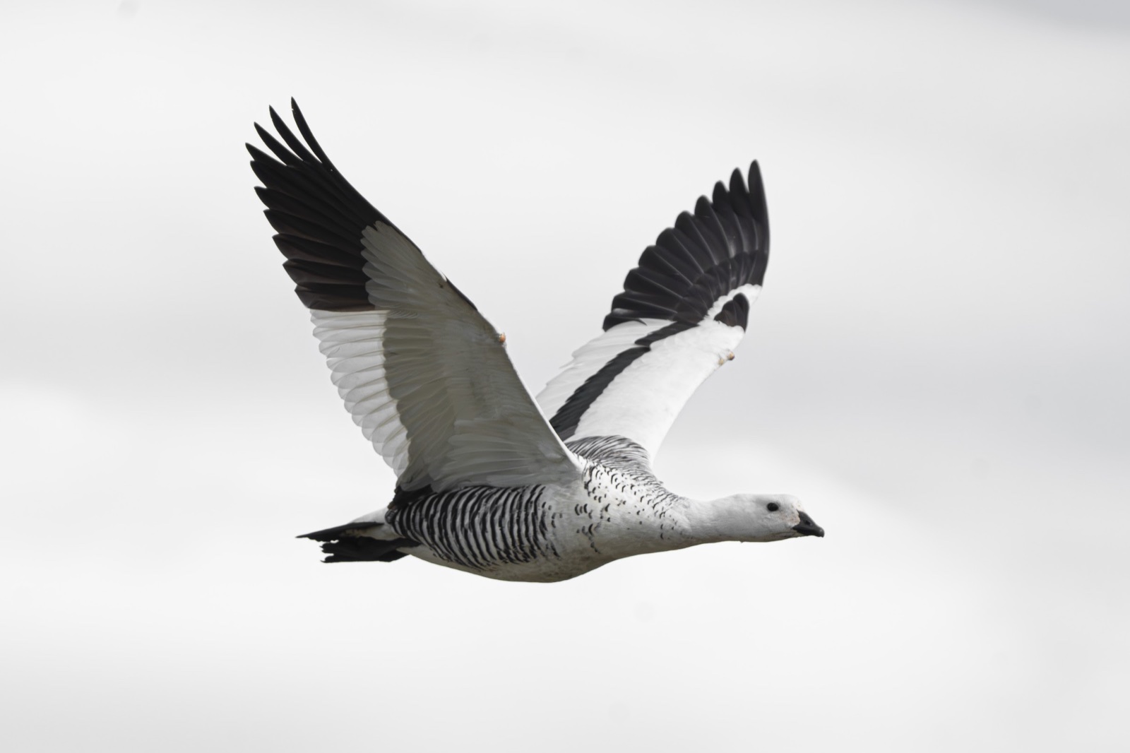 Upland goose