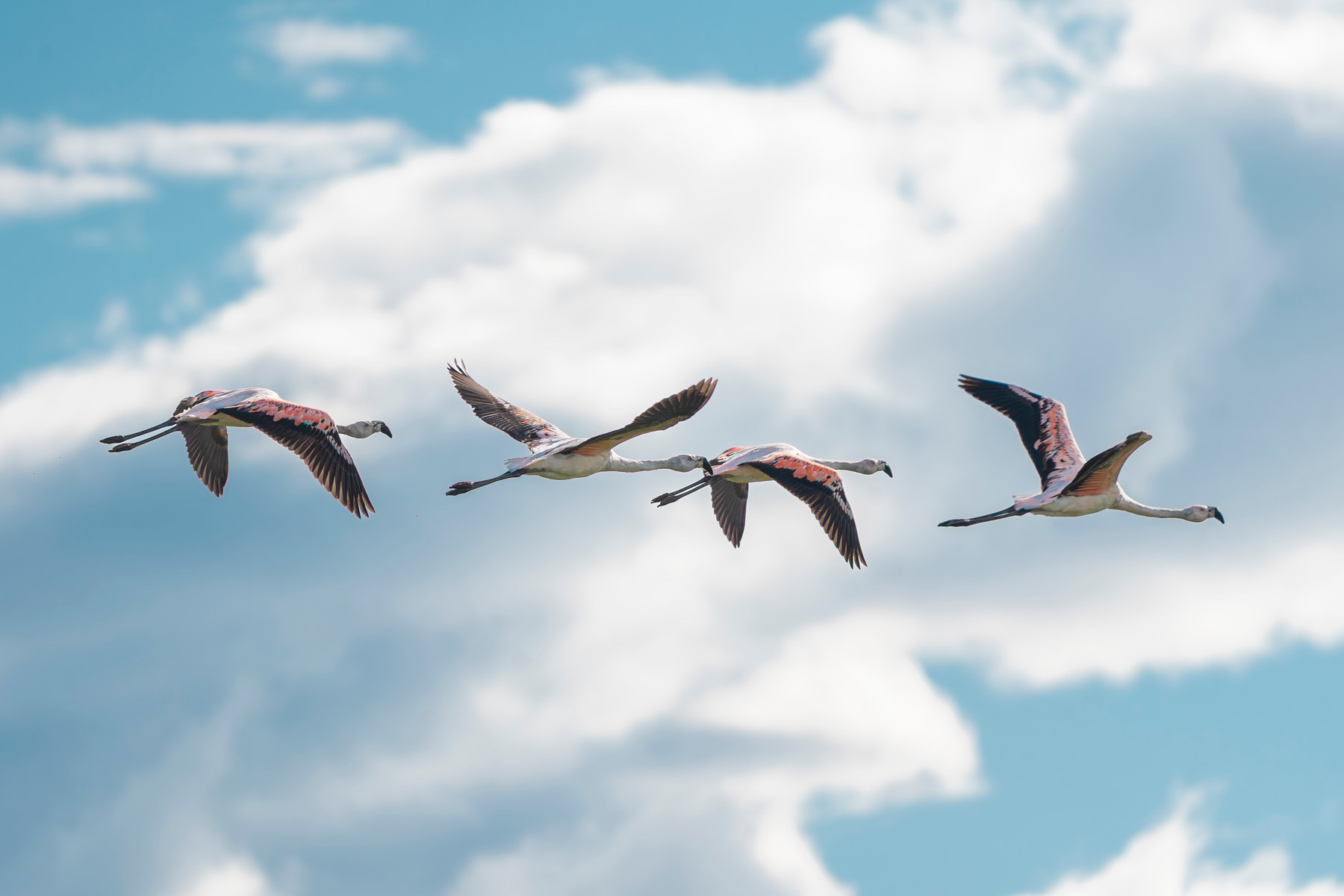 Chilean flamingos crossing in formation