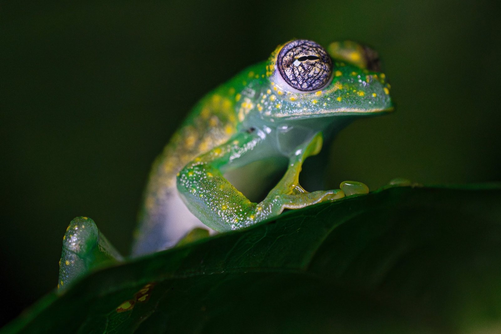 Glass frog