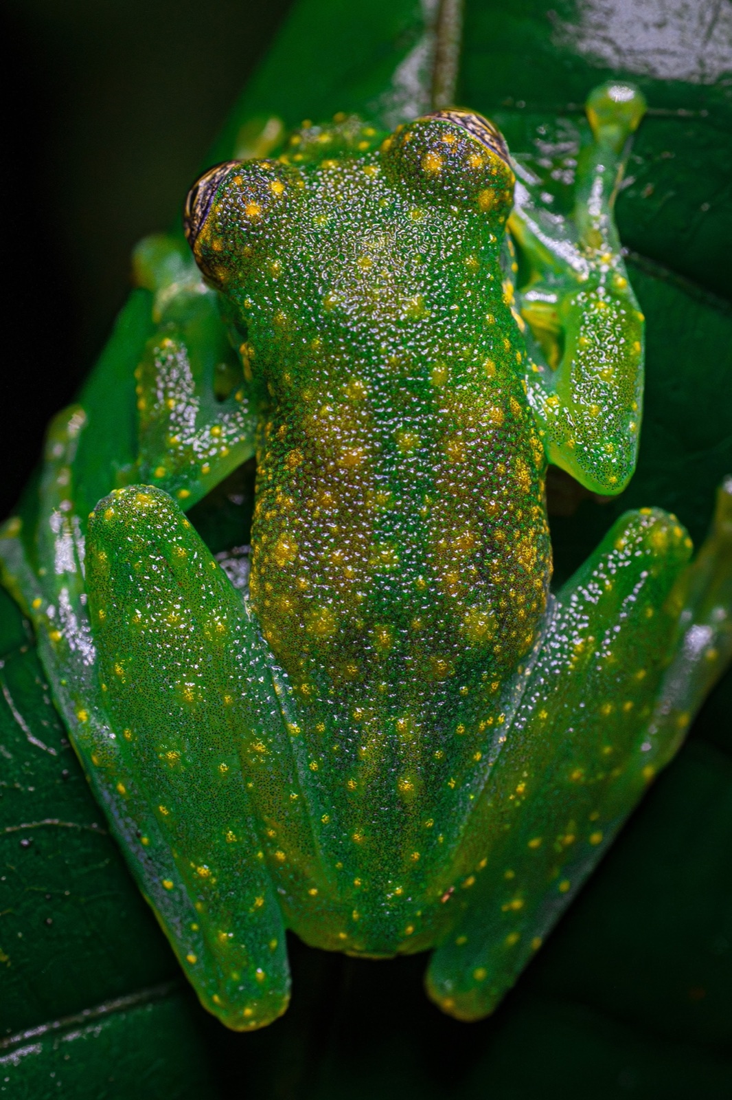Glass frog, from above
