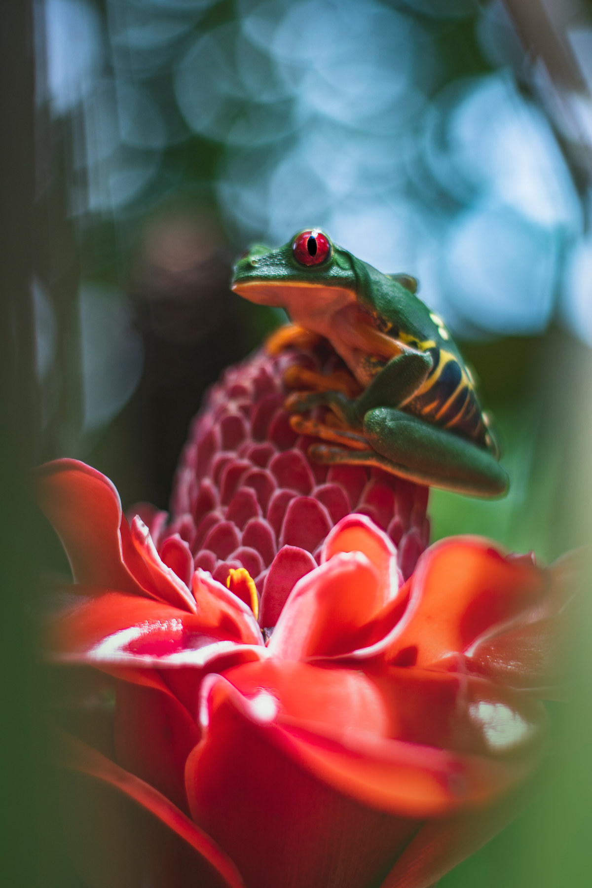 Red-eyed tree frog on a torch ginger