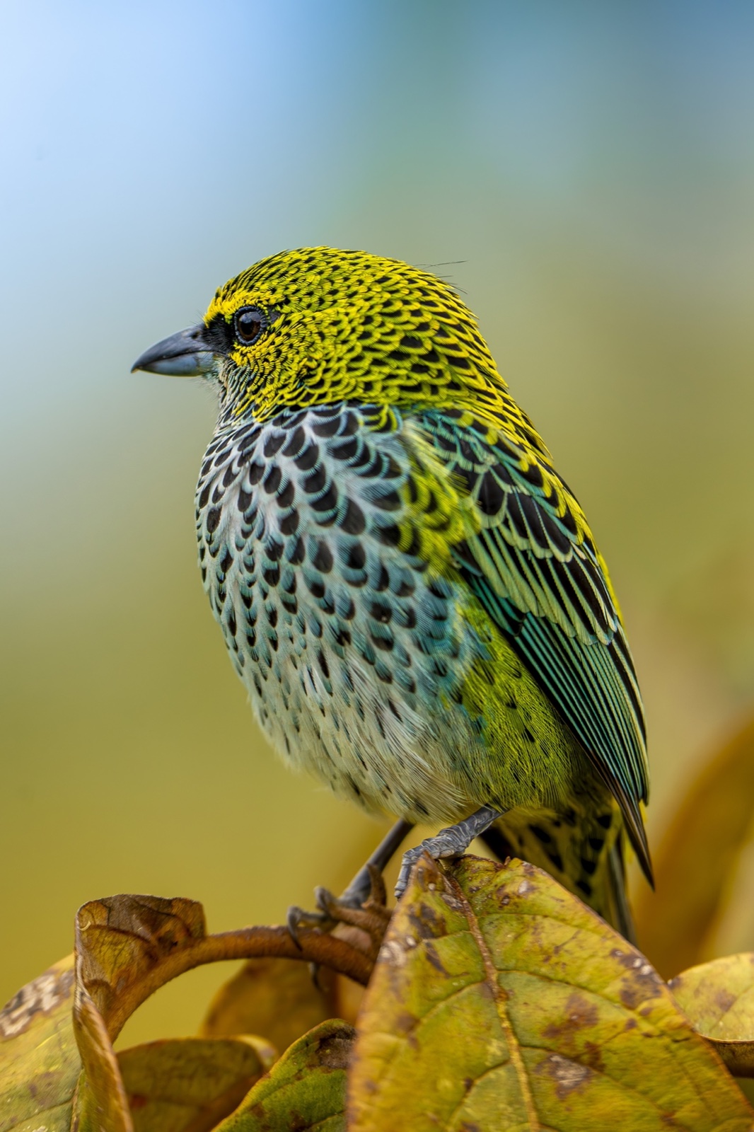 Speckled tanager