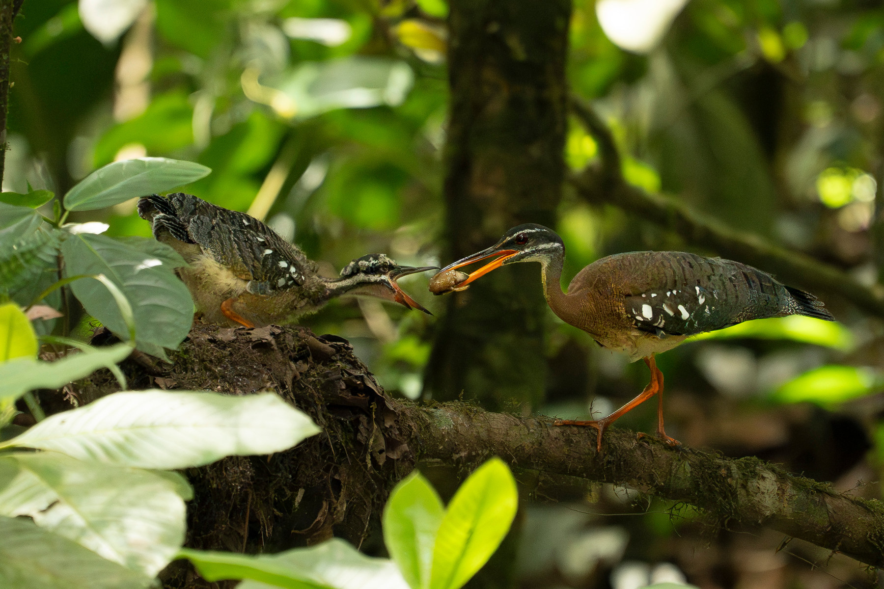 Sunbittern feeding its chick — a few seconds that only happen once