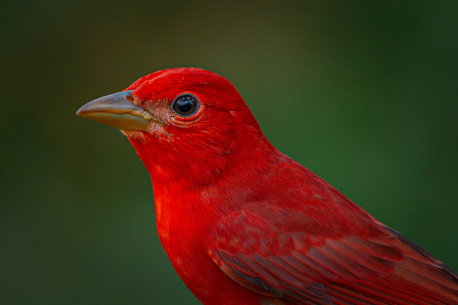 Summer tanager, the whole frame given to one colour