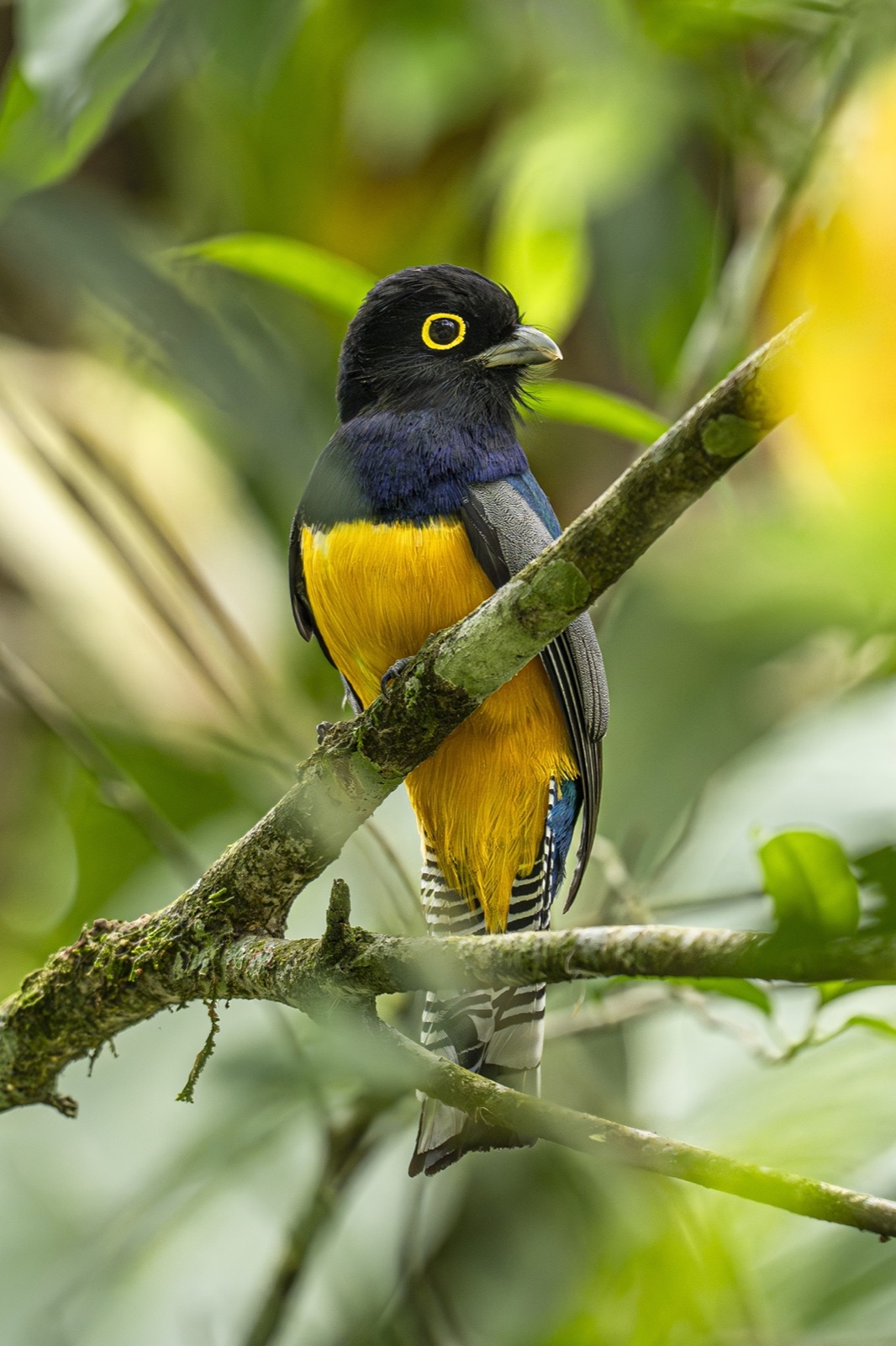 Gartered trogon