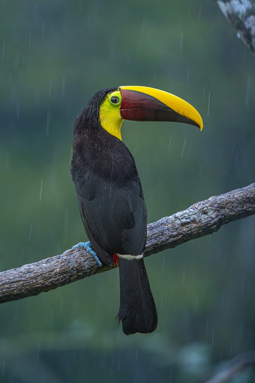 Yellow-throated toucan in the rain
