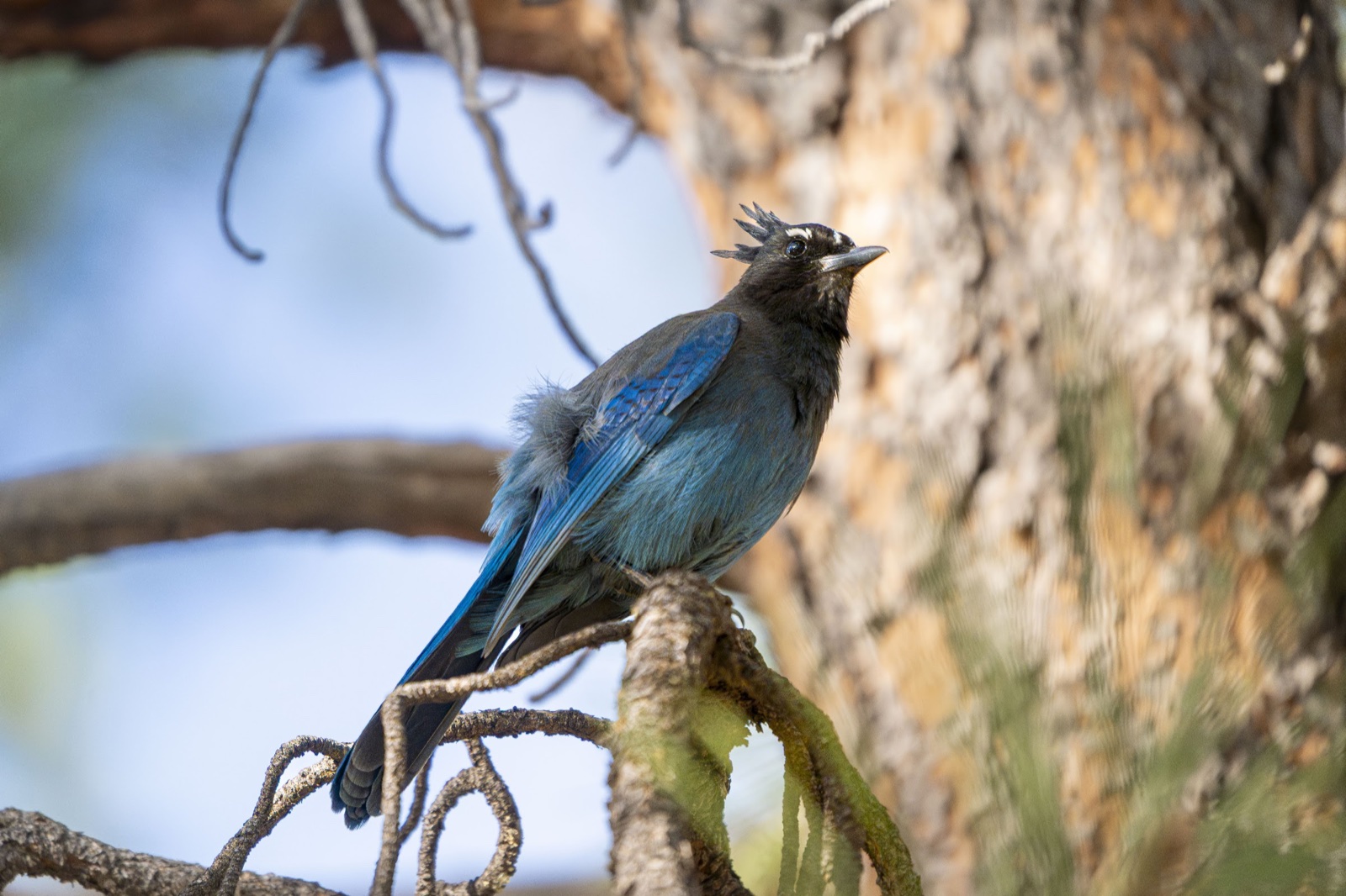 Steller’s jay