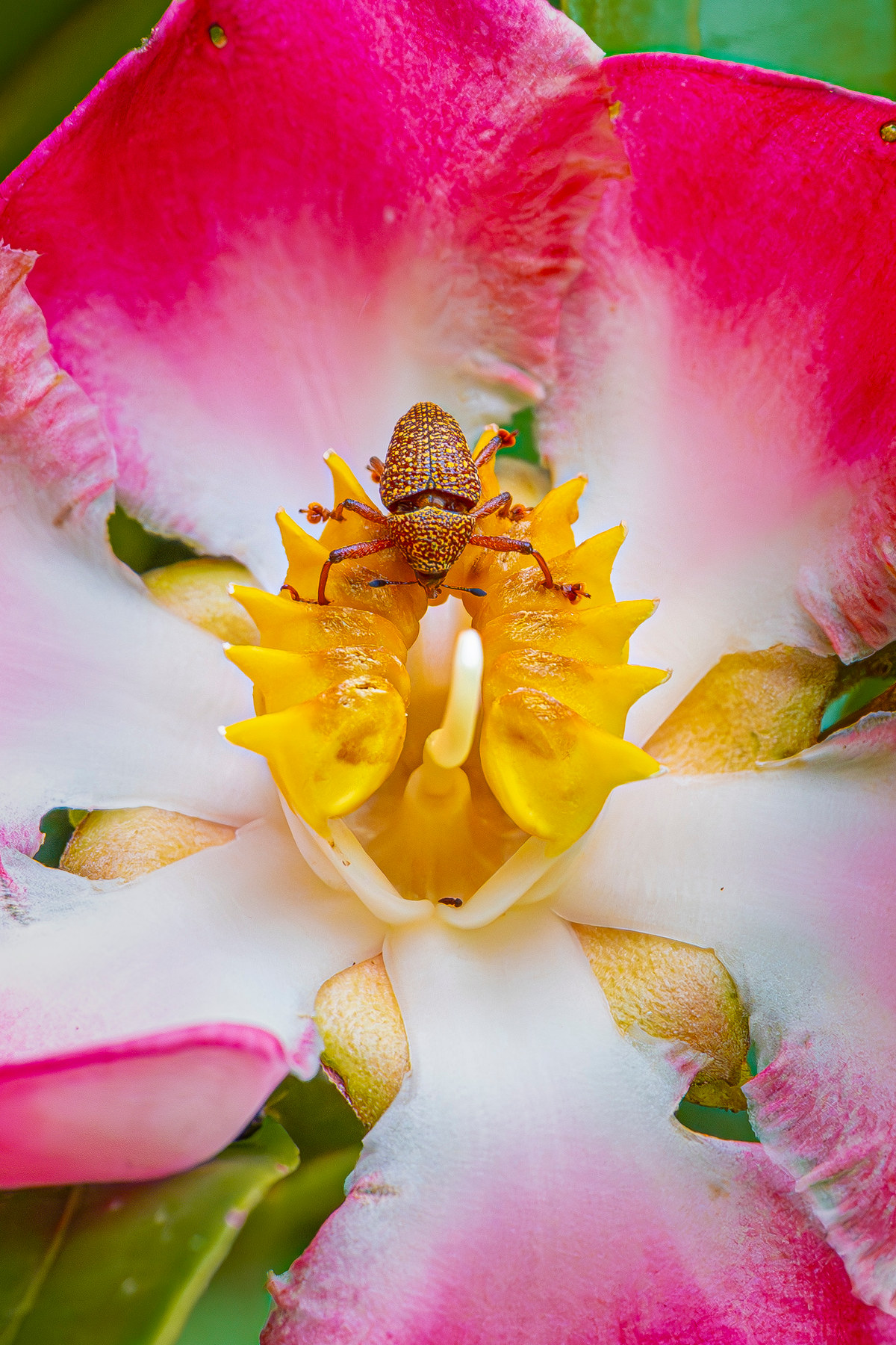 Weevil on an orchid